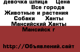 девочка шпица  › Цена ­ 40 000 - Все города Животные и растения » Собаки   . Ханты-Мансийский,Ханты-Мансийск г.